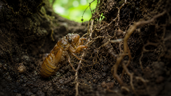Seoul Installs Warning Banners at Yeouido Saetgang Amid Controversy Over Cicada Larvae Collection 통째로 쓸어간다 매미 유충 채집 논란…서울시 여의도 샛강에 경고 현수막.png